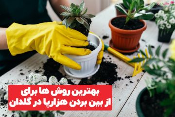 چگونه هزارپاها را در گلدان با بهترین سم‌ها نابود کنیم؟