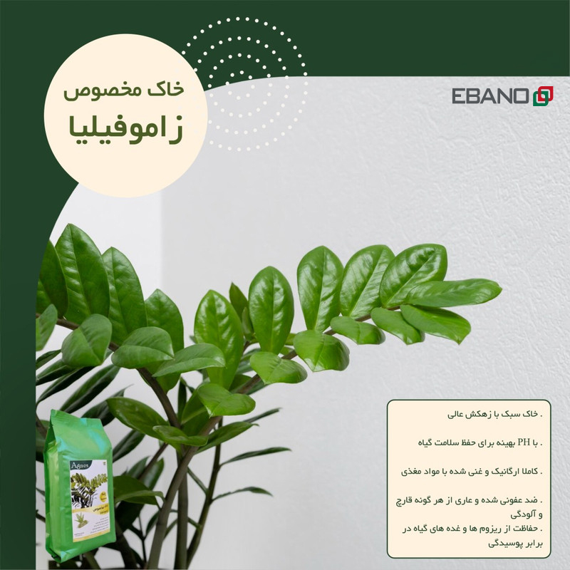 چطور خاک زاموفیلیا رو عوض کنیم؛ راهنمای گام‌به‌گام و فرمول بهترین خاک