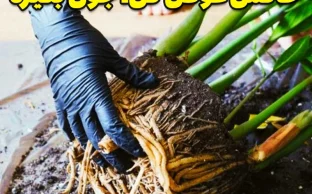 زاموفیلیا رو اینجوری جابه‌جا کن که تا سالها گل بده